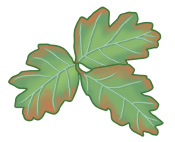 Poison oak leaves